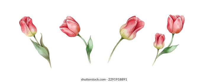 Pink or Red tulip flowers watercolor collection. Set of spring and summer flowers painting isolated on white background. Vector illustration