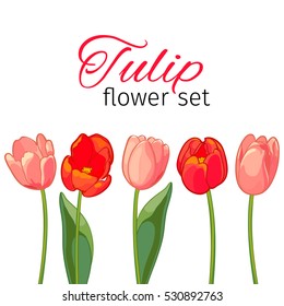 Pink and red tulips on white background. Vector illustration