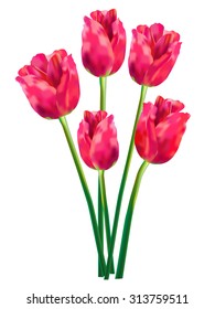 Pink and red vector tulips . Realistic vector bouquet of flowers on white background. 
