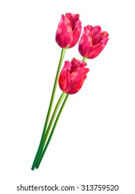 Pink and red vector tulips . Realistic vector bouquet of flowers on white background. 