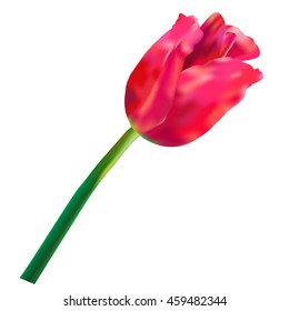 Pink and red vector tulips . Realistic vector bouquet of flowers on white background. 