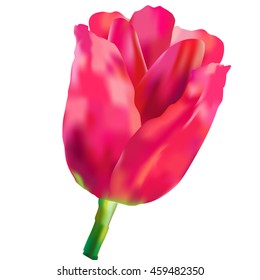 Pink and red vector tulips . Realistic vector bouquet of flowers on white background. 