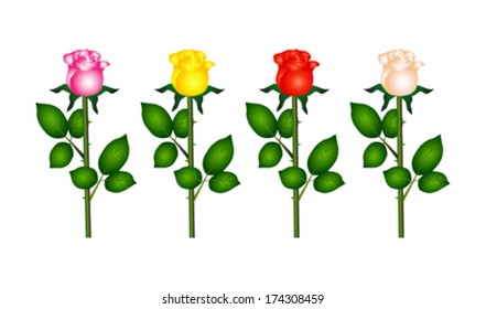 Pink Red Yellow White Roses Vector Stock Vector (Royalty Free ...