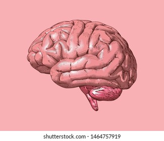 Pink retro vintage engraving drawing brain side view with glossy specular light isolated on light pink background