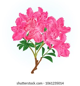 Pink Rhododendron Branch Mountain Shrub Vintage Vector Illustration Editable Hand Draw