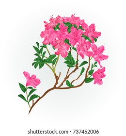 Pink rhododendron branch mountain shrub vintage vector illustration editable hand draw