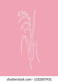 Pink rice plant botanical illustration vector outline drawing of rice twig with leaves and ear of ripe grains isolated on pink - asian beauty herb