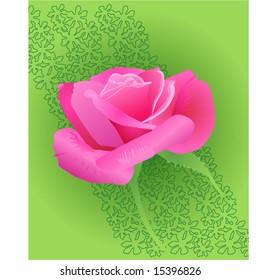 pink rose