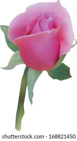 Pink rose