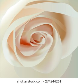 pink rose
