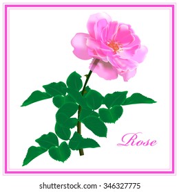 pink rose