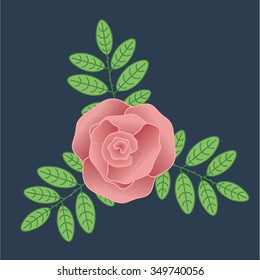 pink rose 