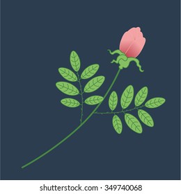 pink rose 