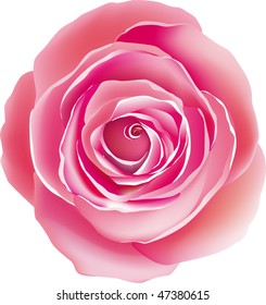 pink rose