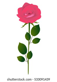 Pink rose.