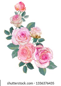 Pink rose  beautiful nature -vector