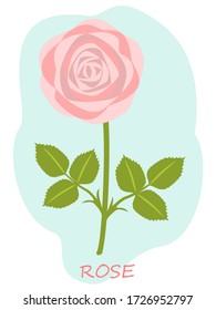 Pink Rose Blooms On Simple Background. Single Flower Isolated. Pastel Floral Flat Design. Botanical Illustration.