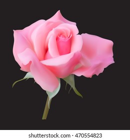 pink rose bud blossoms vector