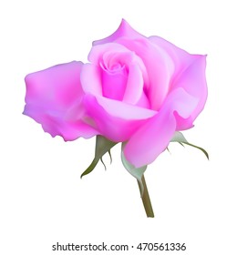pink rose bud blossoms vector