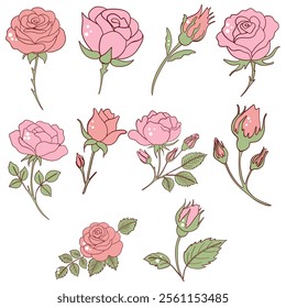 Pink Rose and Bud Botanical Illustrations Set