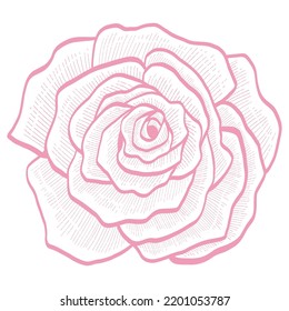 Pink Rose Bud Flower Floral Doodle Line Art Hand Drawing Vector Illustration Icon