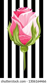 Pink rose bud illustration insolated flower on strip background.