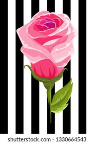 Pink rose bud illustration insolated flower on strip background.