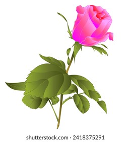 Caza rosa rosa rosa sobre fondo blanco acuarela vintage editable vectorial ilustración botánica mano dibujar