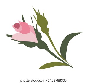 Pink rose buds on branch in flat design. Beautiful romantic bouquet. Vector illustration isolated.