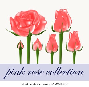 pink rose collection, rose aging/fading process from bud to bloom, orange rose vector isolate