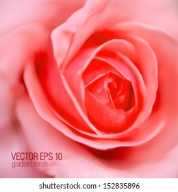 pink rose with drops, close-up