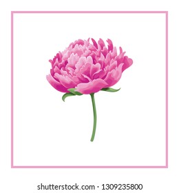 pink rose flower