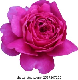 pink rose flower blooming vector39