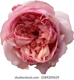 pink rose flower blooming vector52