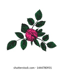 Pink rose flower bud, leaves and blossom top view, hand drawn doodle, sketch, vector illustration