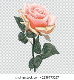 Ilustraciones vectoriales de dibujos de flores rosadas. Elemento estampado a mano con flores botánicas.
