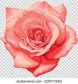 Pink rose flower drawing vector illustrations. Botanical floral hand drawn element.