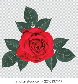 Pink rose flower drawing vector illustrations. Botanical floral hand drawn element.