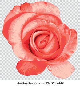 Pink rose flower drawing vector illustrations. Botanical floral hand drawn element.