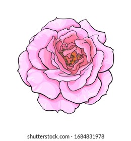 Rosa Rosenblume vollständig offen. Realistische, handgezeichnete Vektorillustration im Skizzenstil einzeln auf weißem Hintergrund. Design-Element für Hochzeitsdekoration, Tätowierung, Grußkarten, Blumenläden.