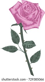 Pink rose flower with green leaves -  Vector illustration isolated on white background. Realistic hand drawing rose - Vintage decoration element