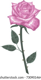 Pink rose flower with green leaves -  Vector illustration 