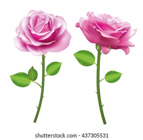 Pink Rose flower isolated on white background. Vector roses. Realistic flowers.