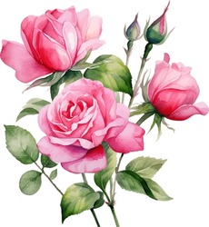 Pink Rose Flower Isolated Watercolor Illustration Painting