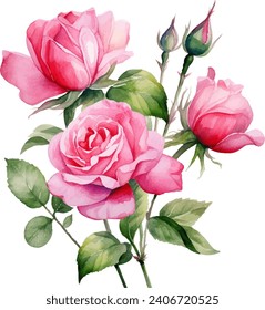 Pink Rose Flower isolated watercolor illustration painting