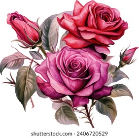 Pintura de acuarela aislada de flor rosa rosa