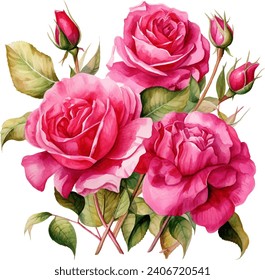 Pintura de acuarela aislada de flor rosa rosa