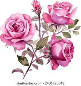 Pink Rose Flower isolated watercolor illustration painting