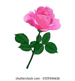 Pink rose flower with leaves. Decorative element for tattoo, greeting card, anniversary, wedding. Vector drawing of the EPS 10.