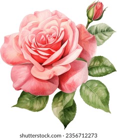 Pink rose flower, leaves, watercolor illustration